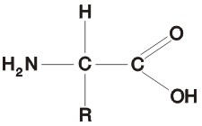 http://www.albanesi.it/Alimentazione/Imma/aminoacidi.jpg