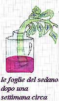 vasi comunicanti