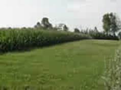 Coltivazioni su campo concimato con compost