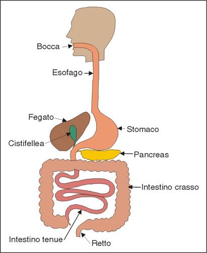 apparato digerente