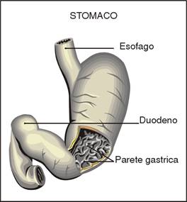 apparato digerente