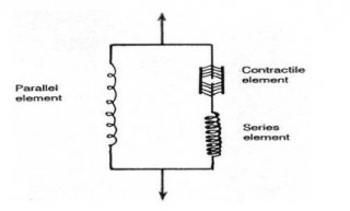 elasticita-muscolare-1
