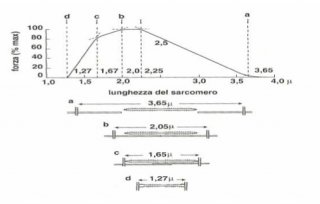 lunghezza-sarcomero-e-forza-3