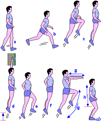 http://www.sportraining.net/images/glossario/glossa33.gif