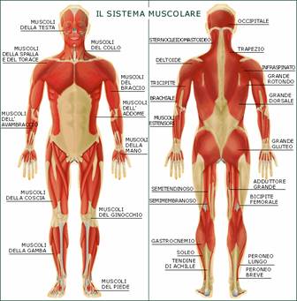 muscoli