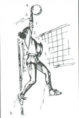 pallavolo