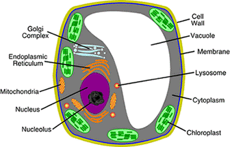 plant_cell