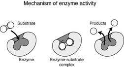 enzymesubstrate